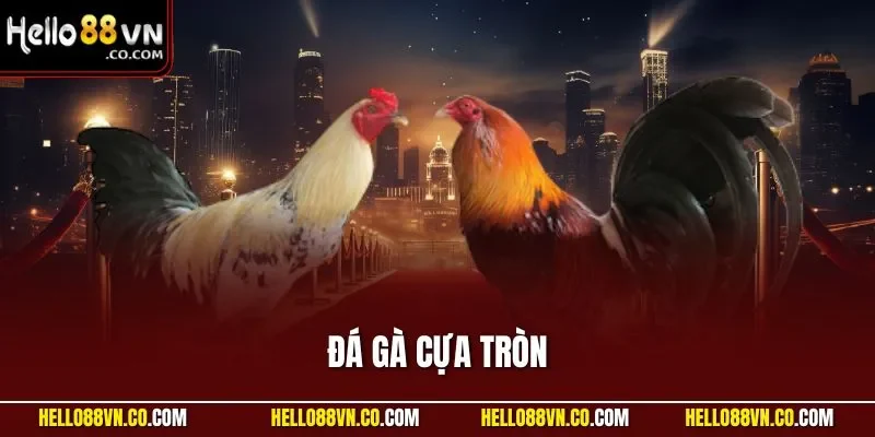 đá gà cựa tròn