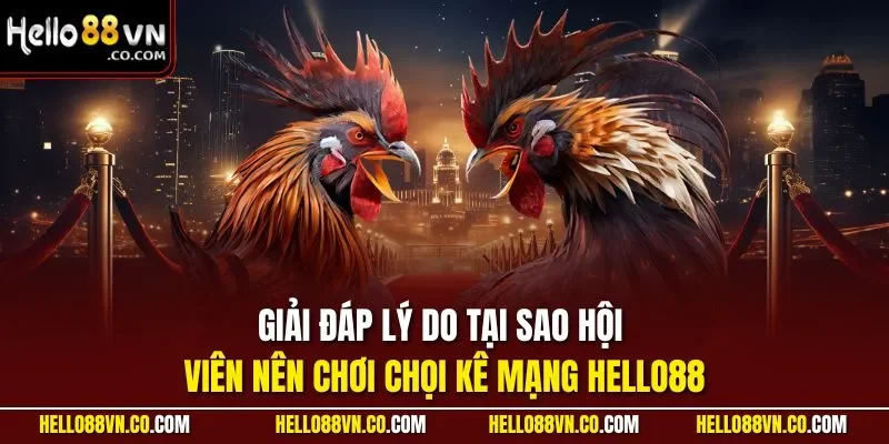 Giải đáp lý do tại sao hội viên nên chơi chọi kê mạng HELLO88