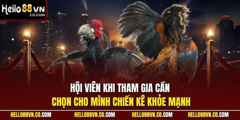 Hội viên khi tham gia cần chọn cho mình chiến kê khỏe mạnh