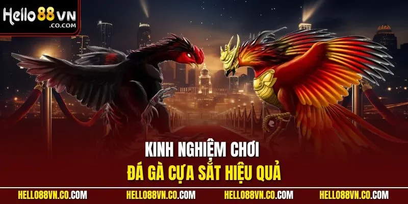 Kinh nghiệm chơi đá gà cựa sắt hiệu quả